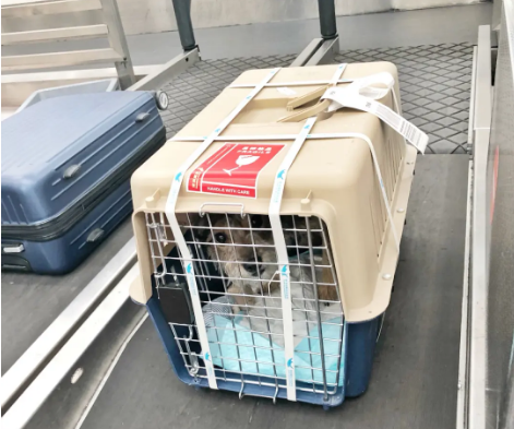 武汉宠物托运 宠物托运公司 机场宠物托运 宠物空运